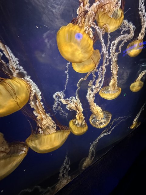 Graceful Jellyfish Dive at the Aquarium of the Bay