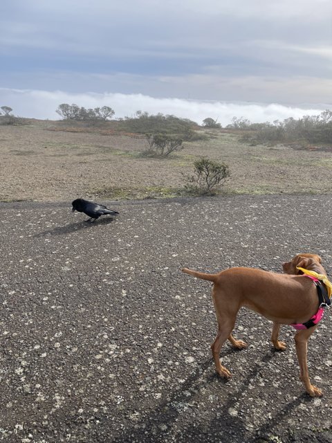 A Canine and A Bird on The Road to Adventure