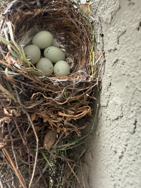 Nestled Beginnings