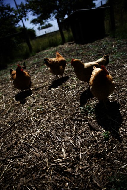 Chicken Brigade in Regenerative Agriculture Class