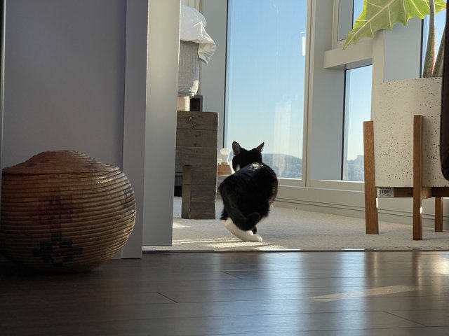 The Elegant Black and White Feline Explores the Hardwood Floor