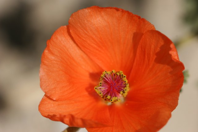 Vibrant Orange Geranium Flower