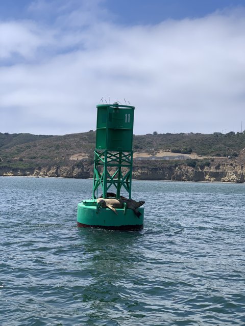 Green Buoy in the Pacific Ocean