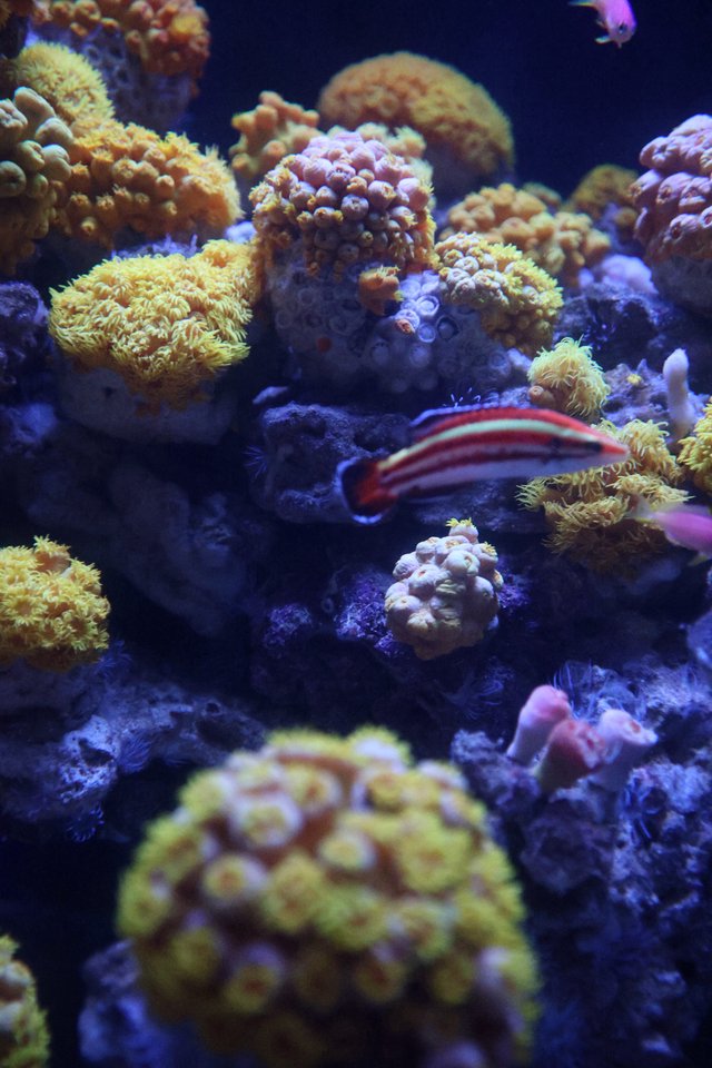 Vibrant Coral Reef Aquarium with Striped Fish
