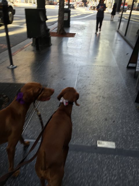 Two dogs enjoying a morning walk