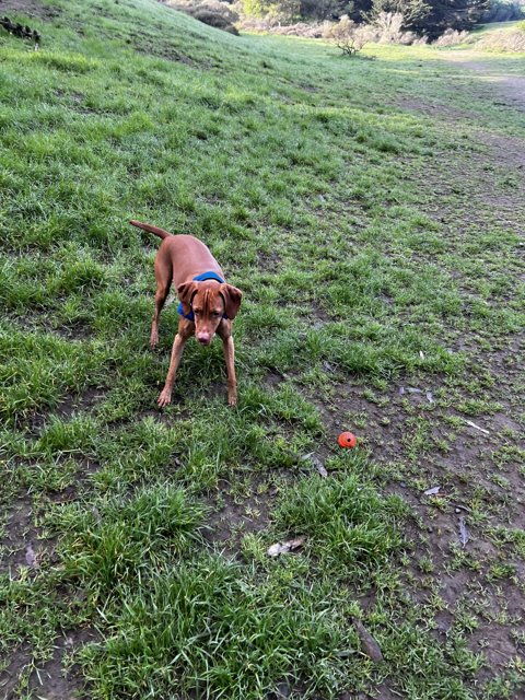 Happy Vizsla Playing Fetch in San Francisco Field