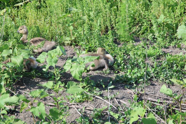 Fluffy Ducklings Foraging Among Garden Vegetation