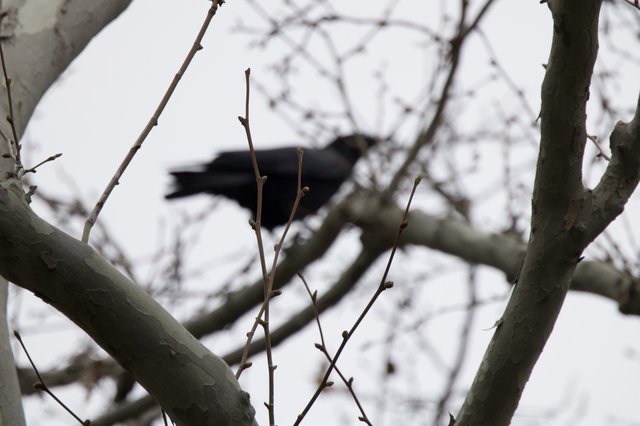 Silhouetted Bird Perched Among Bare Winter Branches