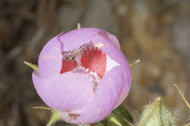 Busy Bee In Purple Geranium
