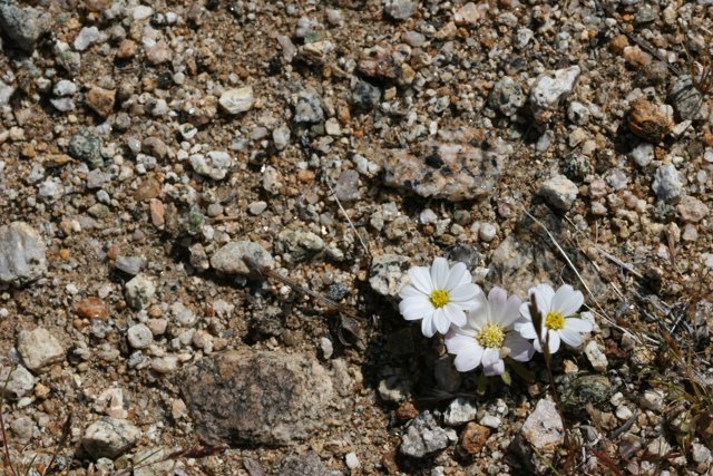 Delicate Anemone blooms amidst rocky terrain