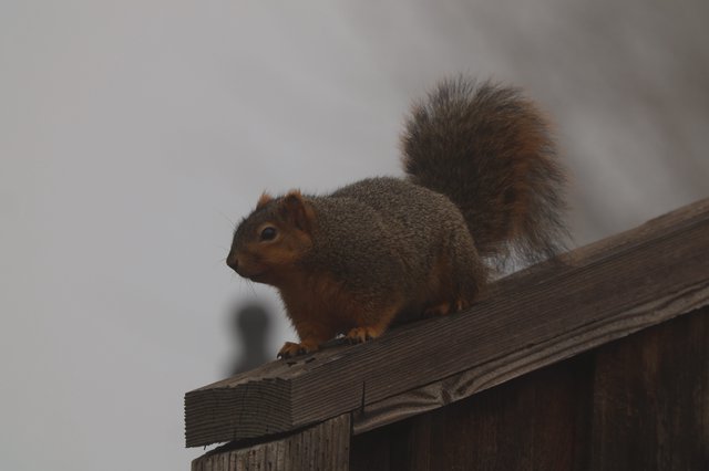 Gray Squirrel Perched on Wooden Fence Rail