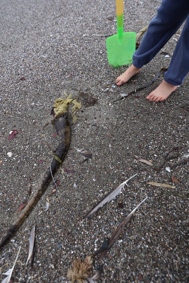 Child Discovers Sea Creature on Sandy Beach