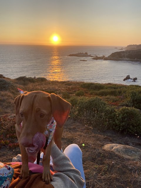 Sunset Lap Dog