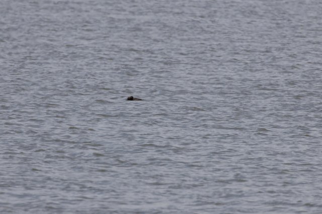 Solitary Drifter