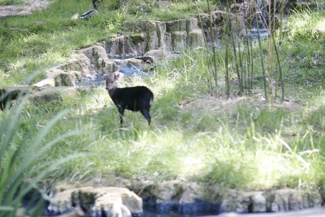 Tranquil Goat by the Stream