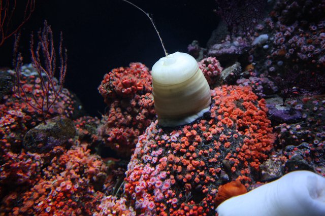 Marine Snail Navigating Vibrant Coral Reef Ecosystem