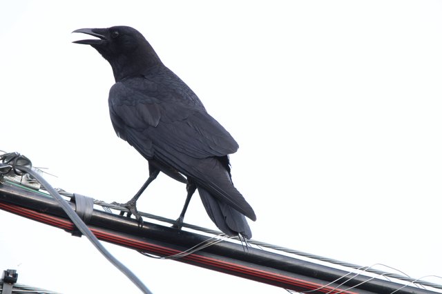 American Crow Calling from Utility Wire Perch