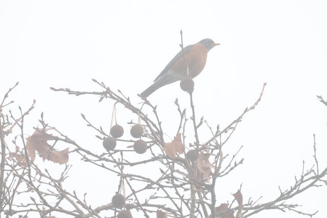 American Robin Perched on Frost-Covered Branch in Winter Fog