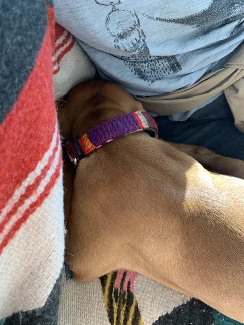 Cozy nap time with colorful collar
