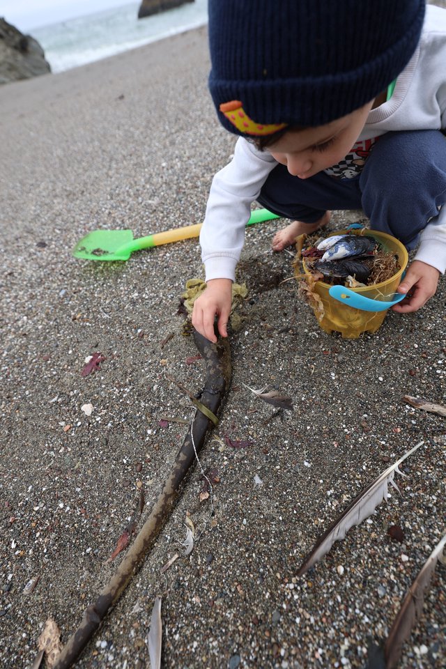 Young Explorer Collecting Treasures on the Beach