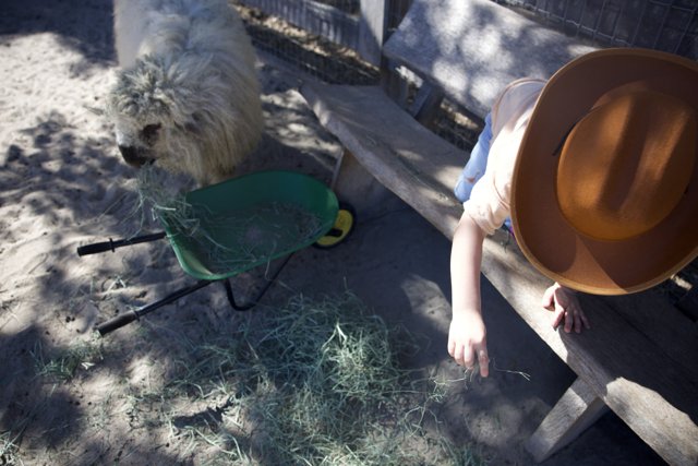 Sun Hats and Sheepish Moments