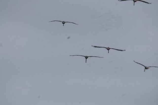 Sandhill Cranes Soaring Through Overcast Skies