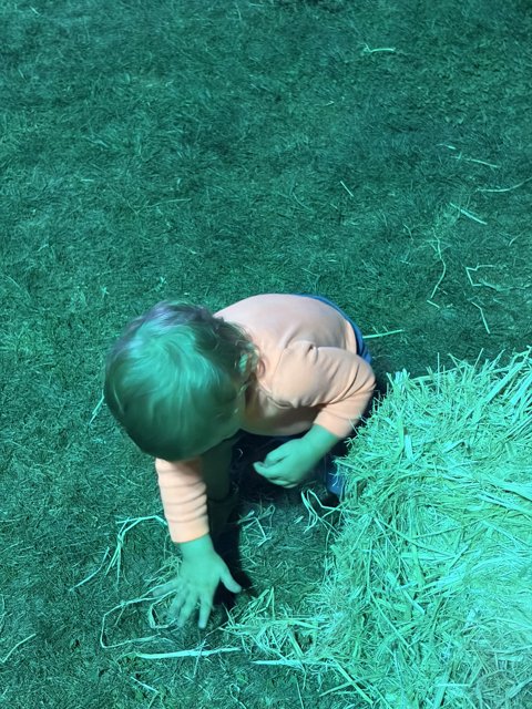 Exploring the Green World