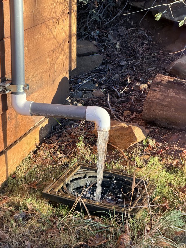 Rainwater Downspout Flowing Into Garden Drain