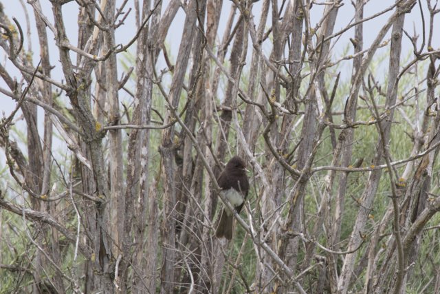 Silent Sentinel of the Thicket