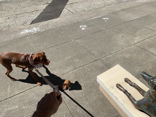 Man Takes His Canine Companion for a Walk in San Francisco