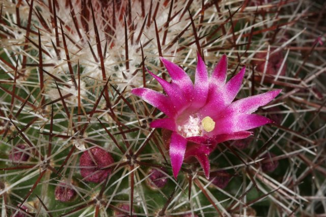 Blooming Beauty on a Cactus
