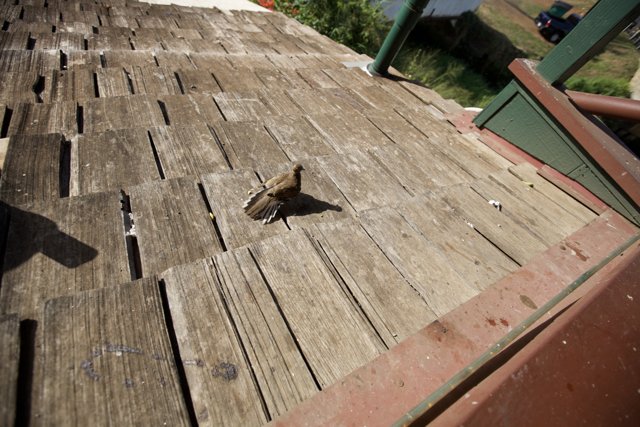 Bird Feeder on Wooden Deck