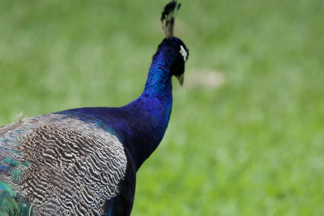 Majestic Brilliance: The Blue Peacock of Honolulu Zoo