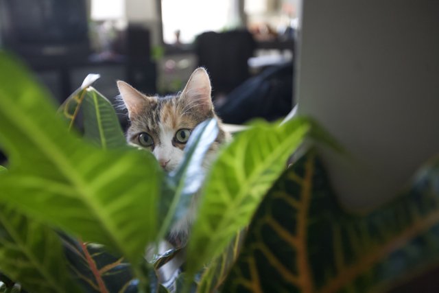 Plant Peeking Feline