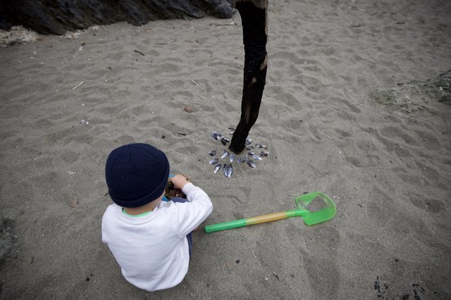 Child Explores Beach Finds Near Driftwood Post