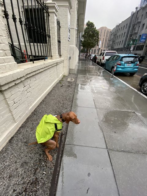 Urban Dog on Duty