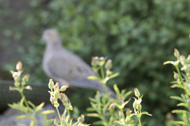 Bird Perched Behind Emerging Spring Buds