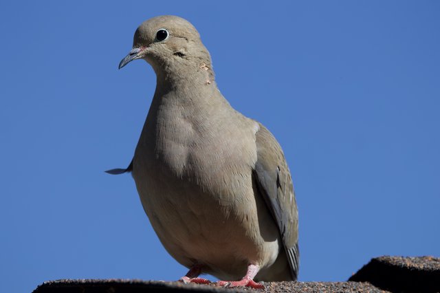 Mourning Dove Portrait Against Clear Blue Sky
