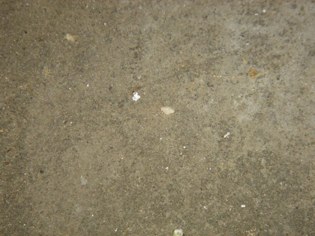 Nature's Impact on Concrete Flooring