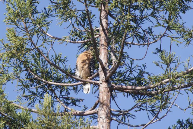 Perched Majesty