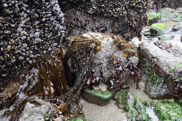 Thriving Tidal Zone: Mussels, Kelp, and Rocky Shores