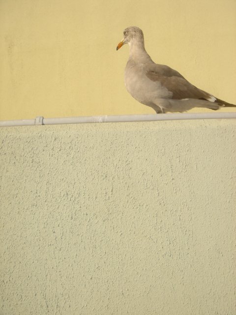 Seagull on the Ledge