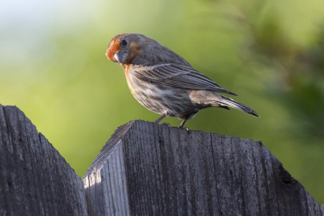 A Finch's Quiet Moment
