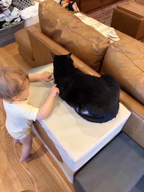 Curious Encounters: Baby Meets Feline