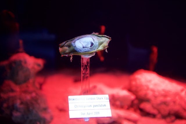 Red-Lit Shell in Aquatic Display Case