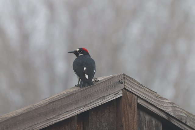 Acorn Woodpecker Perched on Weathered Birdhouse Roof
