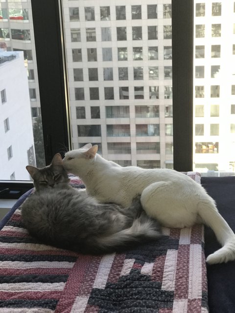 Feline Friends Take a Cat Nap