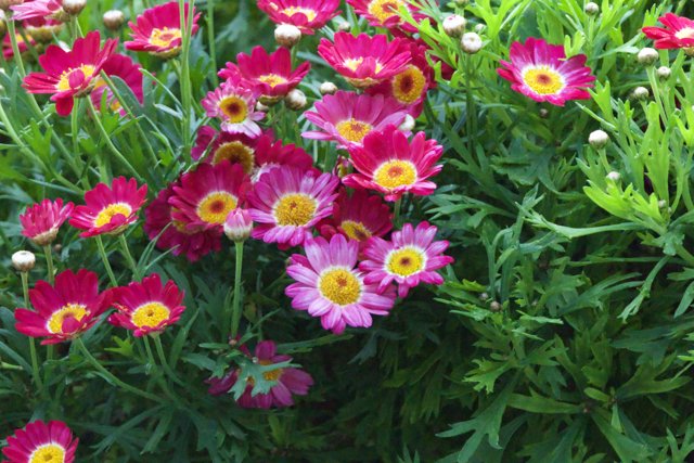 Spring's Vibrant Symphony