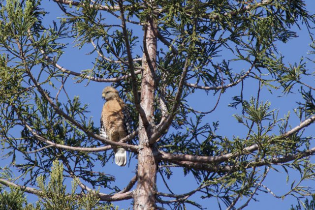 Guardian of the Canopy