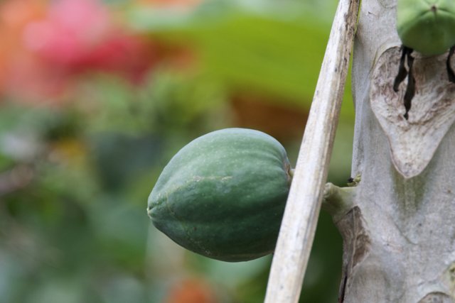 Ripening in the Tropics: The Hidden Papaya of Honolulu Zoo